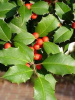 BONSAI AMERICAN HOLLY  BUSH 